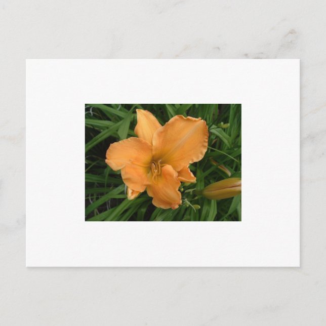 Cartão Postal Day Lily (Frente)