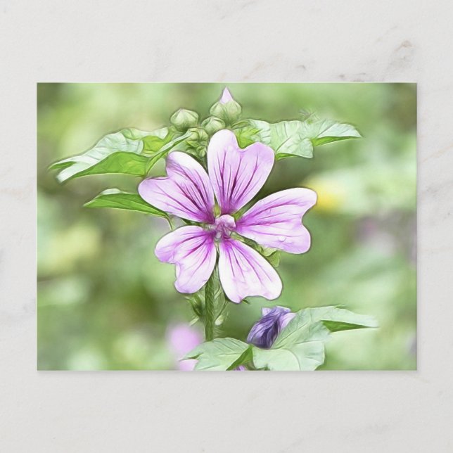 Cartão Postal Daybreak - Mallow Flower (Frente)