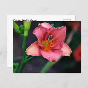 Cartão Postal Daylily Flower