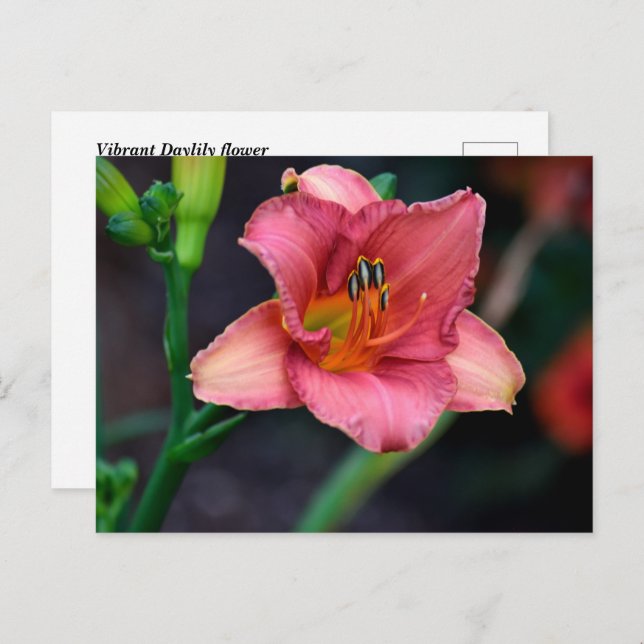 Cartão Postal Daylily Flower (Frente/Verso)