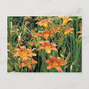 Cartão Postal Daylily Garden / Laranja Lily Fotografia