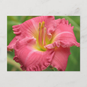 Cartão Postal Daylily Pink