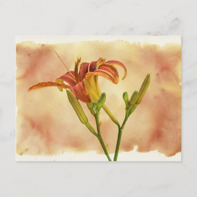 Cartão Postal Dayllírios - Hemerocallis (Frente)