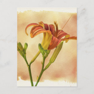 Cartão Postal Dayllírios - Hemerocallis