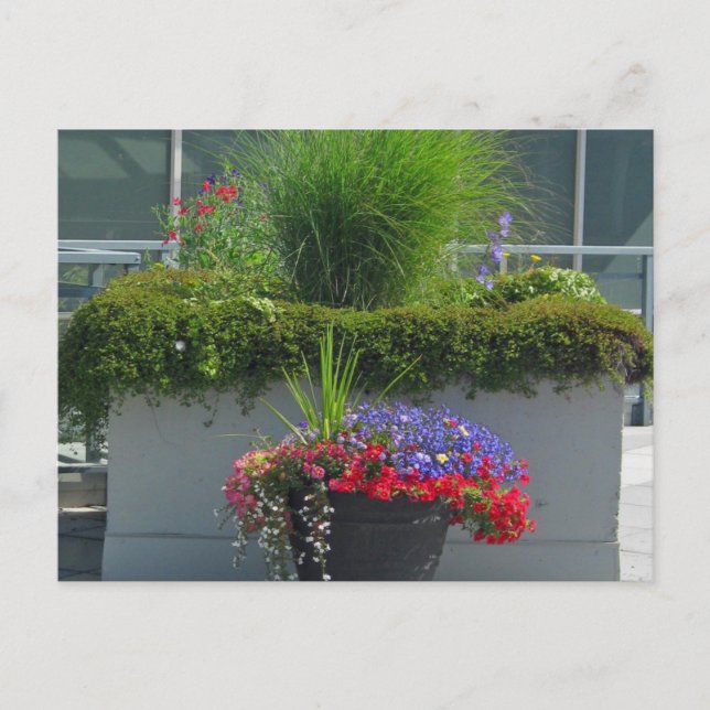 Cartão postal de 2013 Flores (Frente)