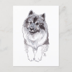 Cartão postal de 2019 Keeshond