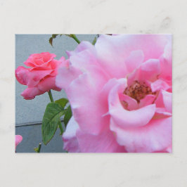 Cartão postal de 2 Rosas
