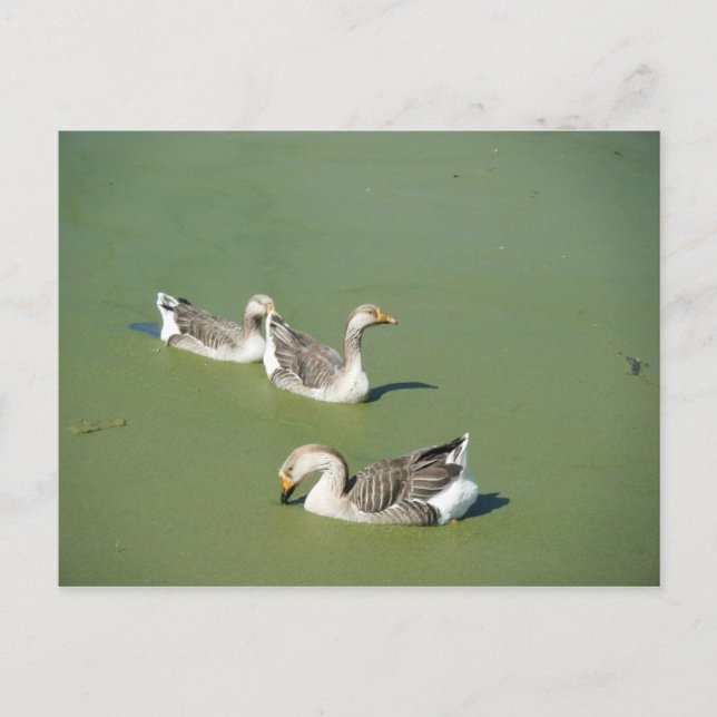 Cartão postal de 4 de março (Frente)