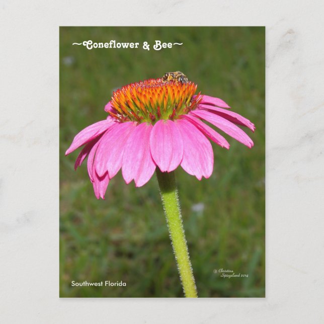 Cartão postal de Abelha em Coneflower Rosa (Frente)