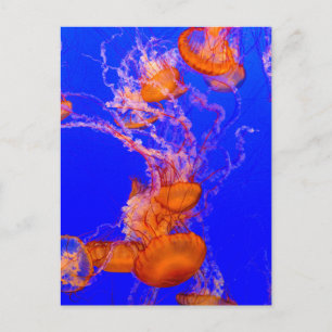 Cartão Postal de Água-Viva Laranja Arte do Ocean