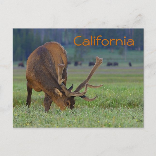 cartão postal de alce da Califórnia (Frente)