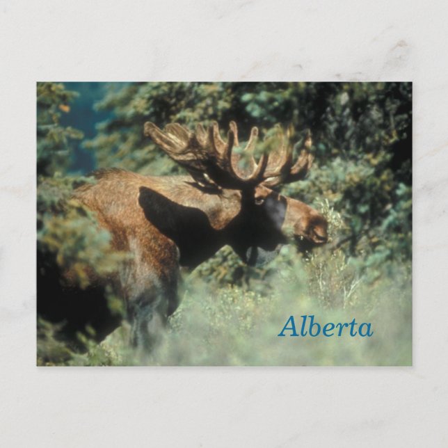 cartão postal de alce macho de Alberta (Frente)