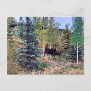 Cartão postal de alce selvagem em Wyoming
