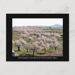 Cartão postal de amêndoa florescente - Corante,