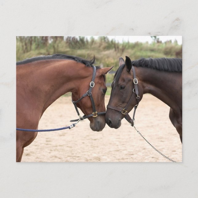 cartão postal de amor de cavalo (Frente)