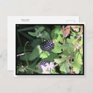 Cartão postal de Amoras Selvagens Comum