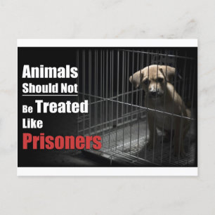 Cartão postal de animais não prisioneiros