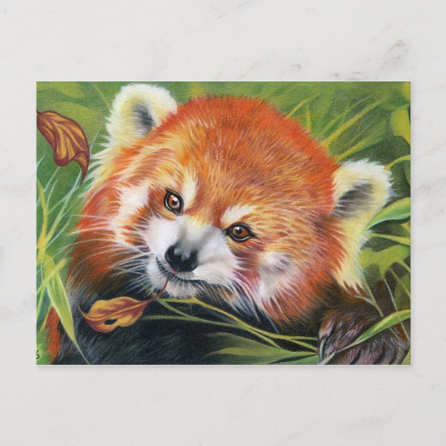 Cartão postal de animais Red Panda (Frente)
