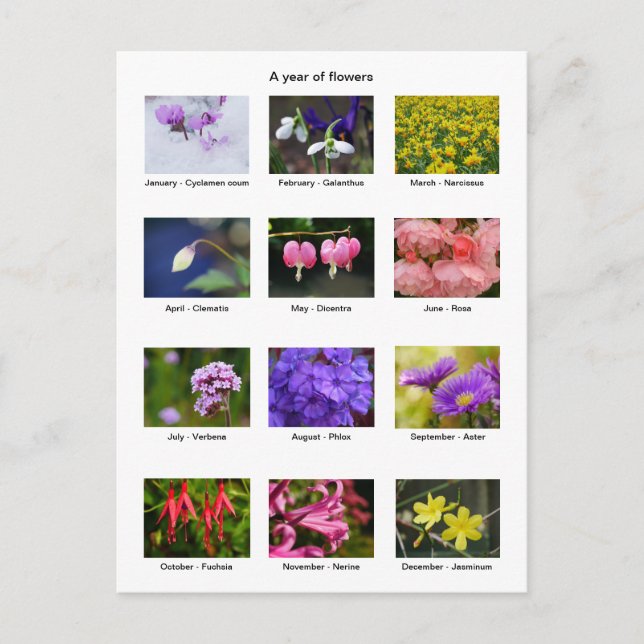 Cartão postal de ano de flores (Frente)