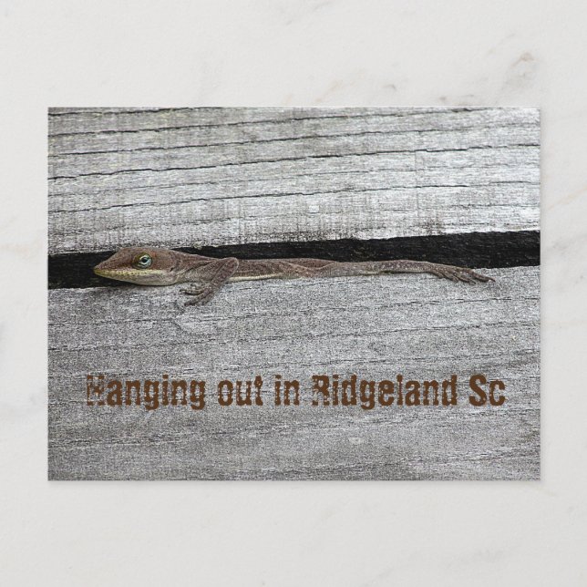 Cartão Postal de Anolis Marrom (Frente)