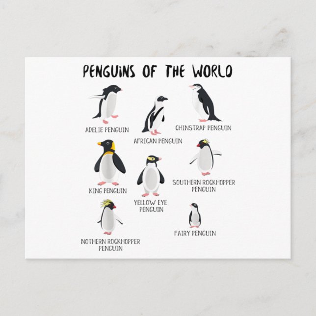 Cartão Postal De Anúncio 8 Pinguins Mais Raios do Mundo - Animais Engraçado (Frente)