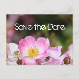 Cartão Postal De Anúncio adorável casamento de rosa selvagem rosa, salvar a