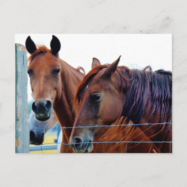 Cartão Postal De Anúncio Alteração do Cartão de Endereço (Frente)