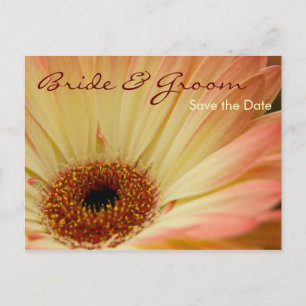 Cartão Postal De Anúncio Apricot Gerbera ・ Salve o Cartão-Postal de Data