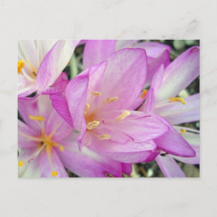 Cartão Postal De Anúncio Autumn Crocus