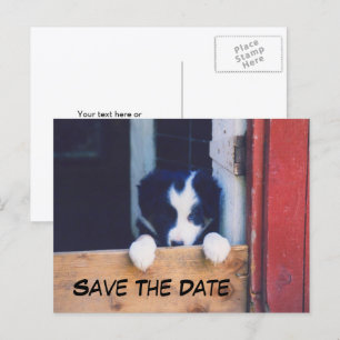 Cartão Postal De Anúncio Border Collie Cachorro Salvar A Data