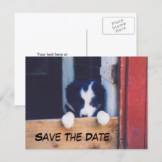 Cartão Postal De Anúncio Border Collie Cachorro Salvar A Data (Frente/Verso)