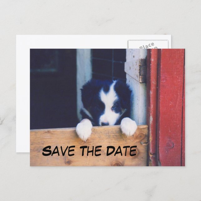 Cartão Postal De Anúncio Border Collie Dog Save The Date (Frente/Verso)