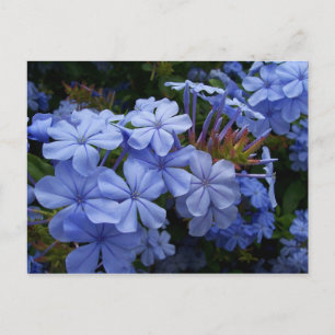 Cartão Postal De Anúncio Buquê de Plumbago