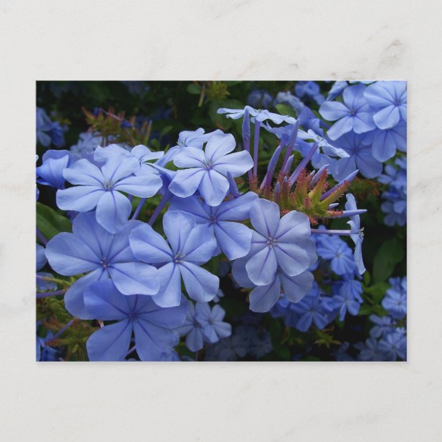 Cartão Postal De Anúncio Buquê de Plumbago (Frente)