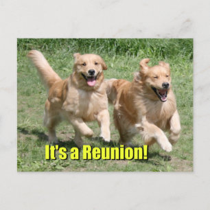 Cartão Postal De Anúncio Cachorro Retriever Dourado É uma Reunião