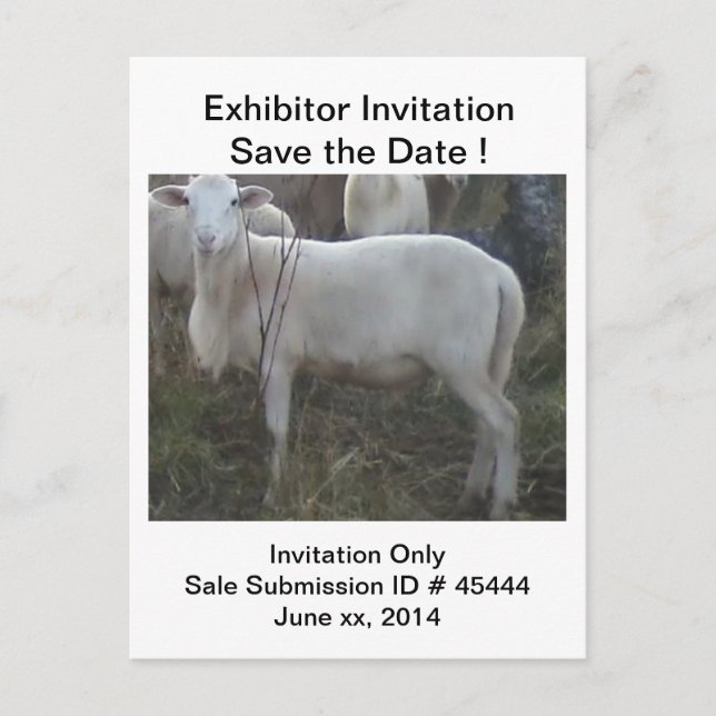 Cartão Postal De Anúncio Carneiros do cabelo de Katahin (Frente)