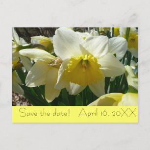 Cartão Postal De Anúncio Cartão-postal "Salvar a Data" do Daffodil Amarelo