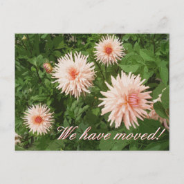 Cartão Postal De Anúncio Cartões-postais florais com flor de Crisântemo