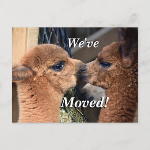 Cartão Postal De Anúncio Casal Alpaca Movimentamos Novo Endereço