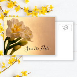 Cartão Postal De Anúncio Casamento White Duplo Daffodil Spring Salve a Data