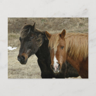 Cartão Postal De Anúncio Cavalos selvagens na ilha de Unalaska