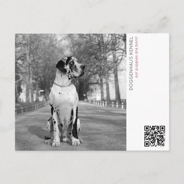 Cartão postal de anúncio de cachorrinho (Frente)