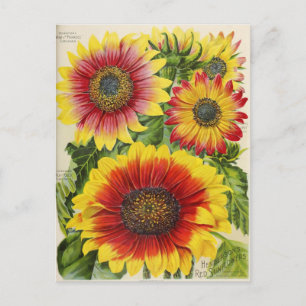 Cartão postal de anúncio de sementes vintage