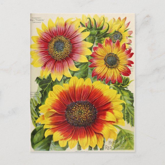 Cartão postal de anúncio de sementes vintage (Frente)