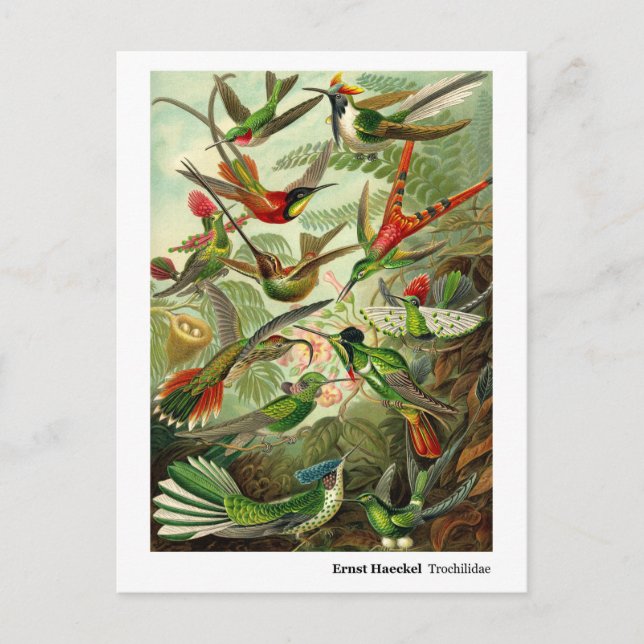 Cartão Postal De Anúncio Ernst Haeckel Trochilidae Hummingbird Novo Endereç (Frente)