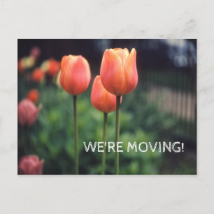 Cartão Postal De Anúncio Estamos movendo Bonito Tulipas Florais Flores