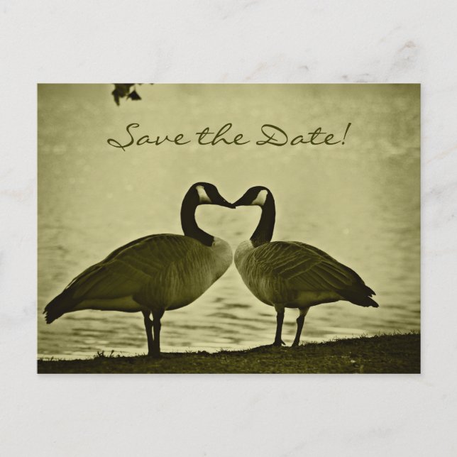 Cartão Postal De Anúncio Foto canadense dos gansos (Frente)