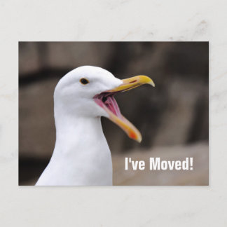 Cartão Postal De Anúncio Gaivota ENGRAÇADA 