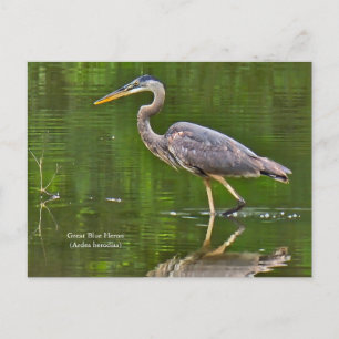 Cartão Postal De Anúncio Garça-azul-grande (Ardea herodias)