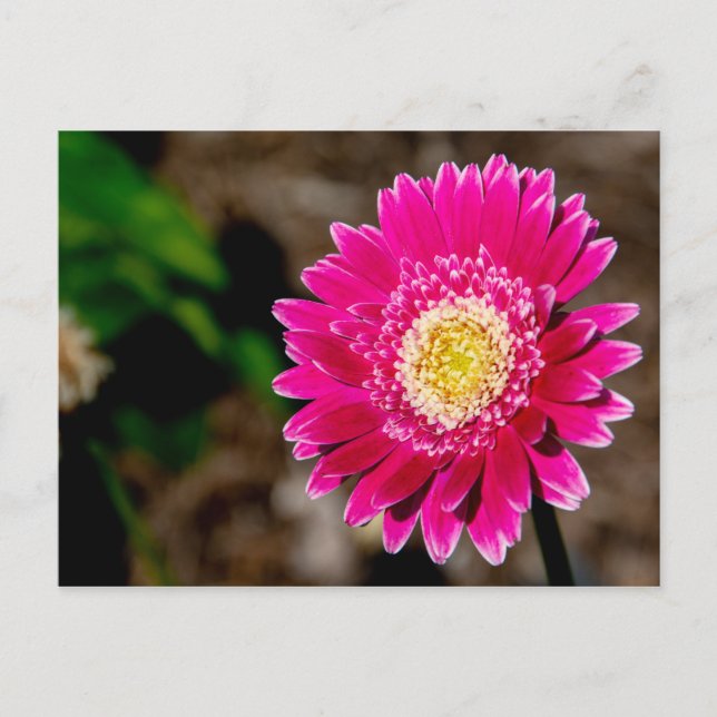 Cartão Postal De Anúncio Garvinea Sweet Fiesta Gerber Daisy (Frente)